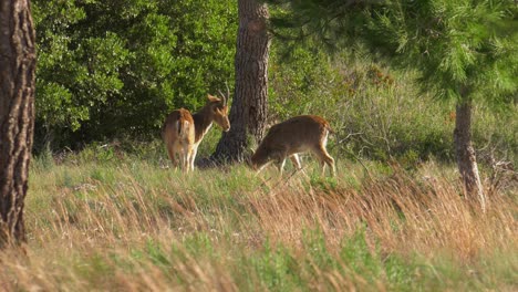 spanish wild goats in natural habitat, iberian ibex