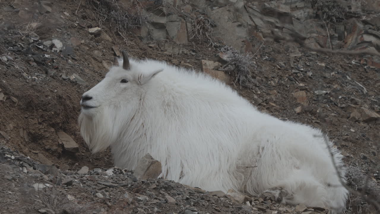 горная коза отдыхает в юконе, канада - крупный кадр