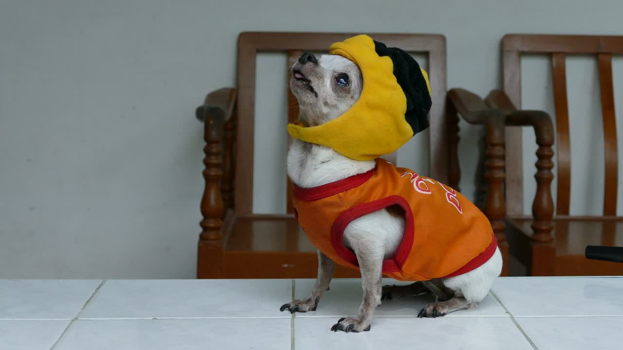 치후아와 개 패션