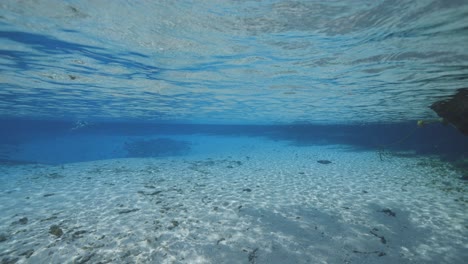 Diving-split-shot-of-palm-tree-and-underwater-in-florida-natural-spring