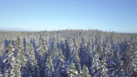 pine tree forest top covered in snow on beautiful and clear winter day