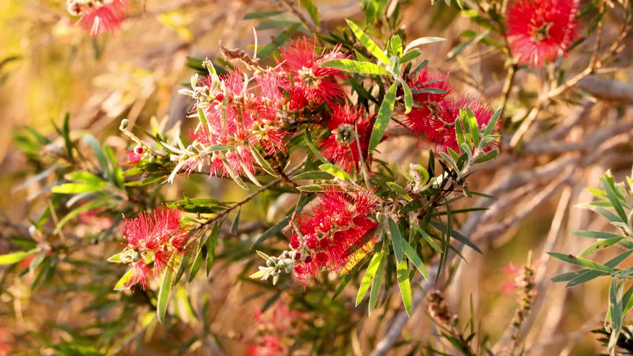 활기찬 은 병 자루 꽃의 클로즈업