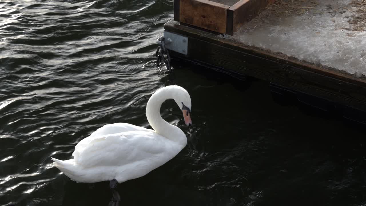 cisne blanco tratando de comer hielo de un puente