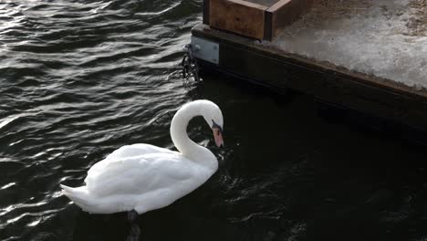 White-swan-trying-to-eat-ice-from-a-bridge