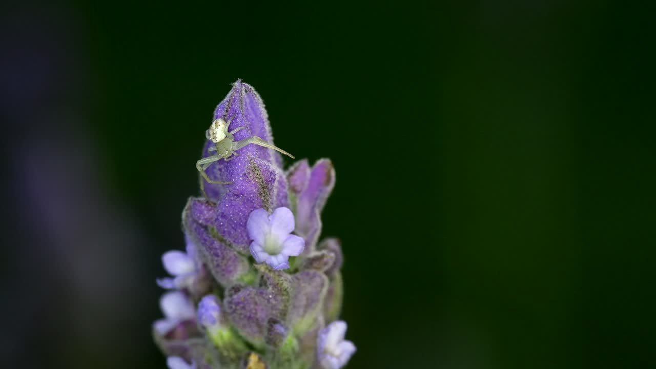A Thomisidae Spider Sitting On Top Of A Beautiful Lavender Flower With Blurry Green Background - Close Up Shot
