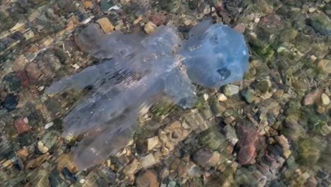 stranded jellyfish on a rocky beach
