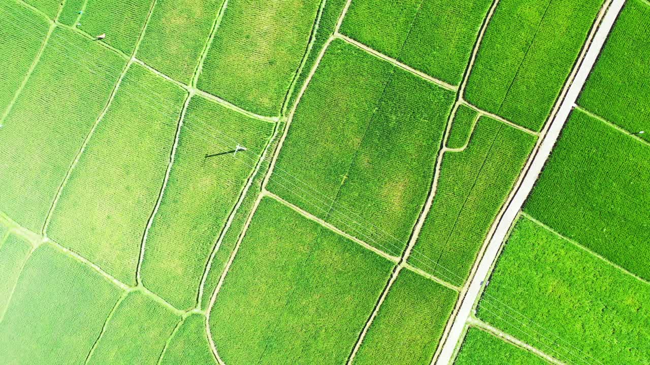 vibrante campo de arroz capturado desde el cielo en indonesia