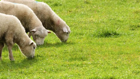 devon closewool sheep graze peacefully on lush green grass under natural daylight in wanaka, new zealand