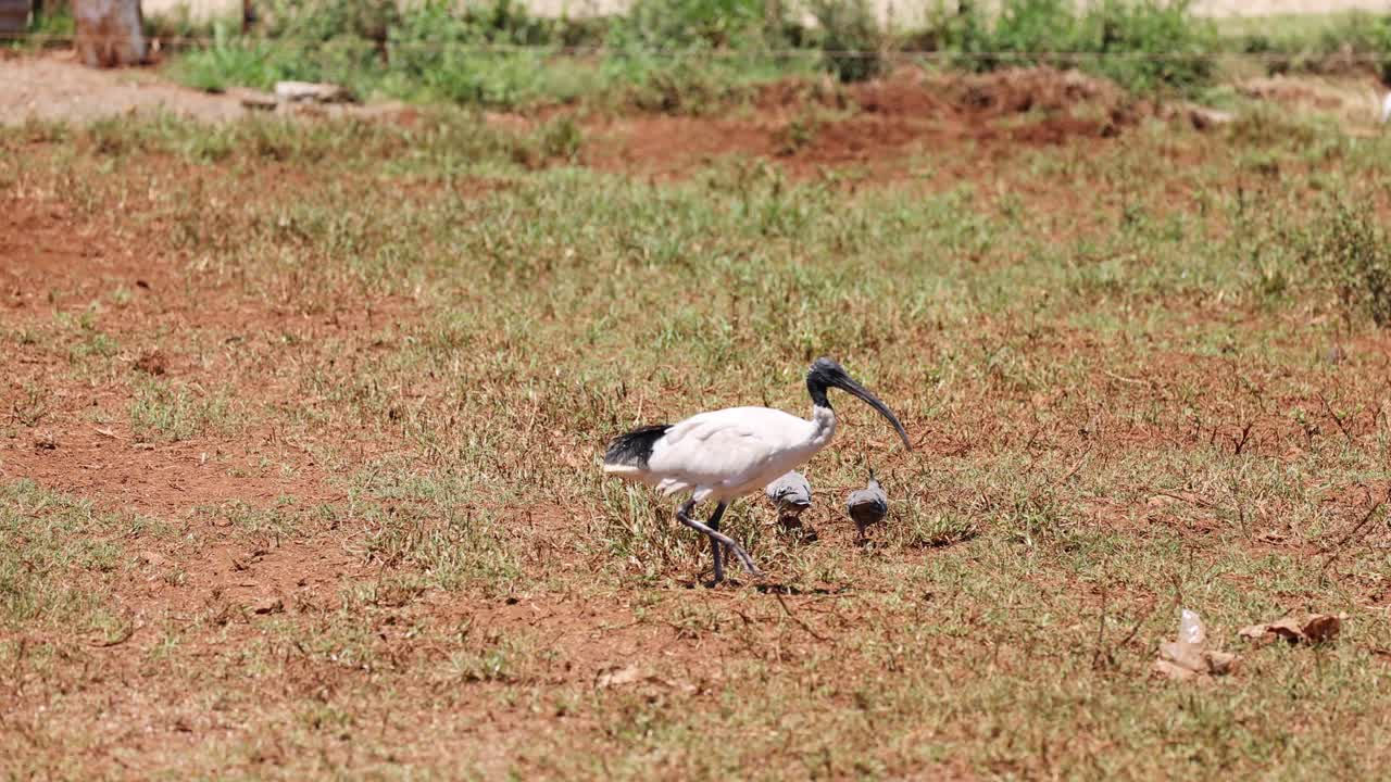 잔디에서 상호 작용하고 먹이를 찾는 새
