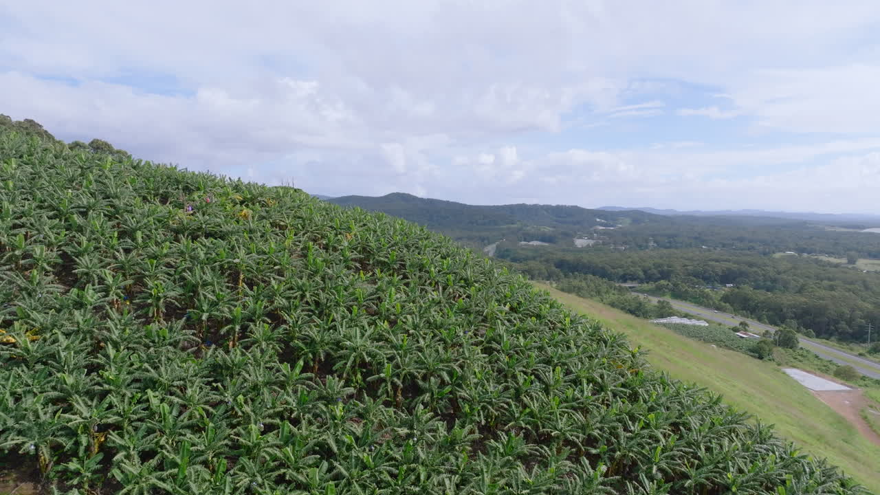 Banana plantations near Coffs Harbour in New South Wales, Australia. Drone