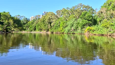 River Scene with Lush Forest
