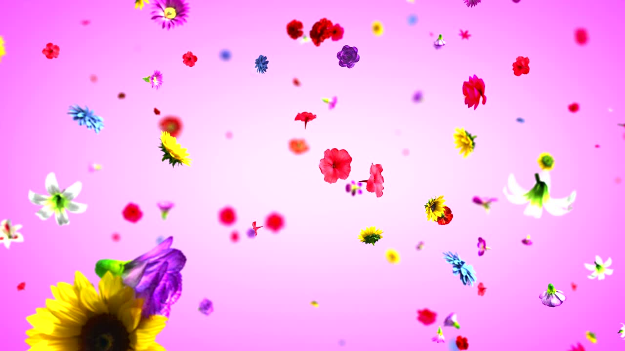 4k에서 폭발하는 다채로운 꽃