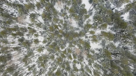 snowy pine forest from above