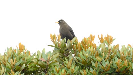 Un-Hermoso-Pájaro-Sentado-En-Lo-Alto-De-Un-árbol-Siendo-Vigilante-Y-Vigilante