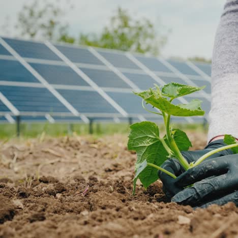 Mann-Pflanzt-Setzlinge-Im-Gemüsegarten-Im-Hintergrund-Des-Solarkraftwerkspanels