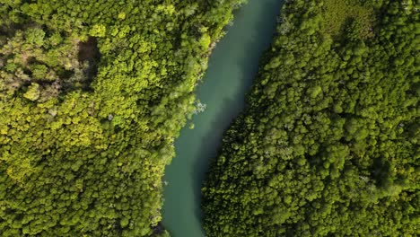 Siguiendo-Un-Sinuoso-Río-Habitado-Por-Cocodrilos-A-Lo-Largo-De-La-Selva-Tropical-De-Daintree