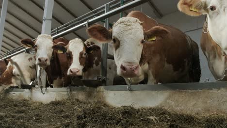 modern farm cowshed with milking cows eating hay