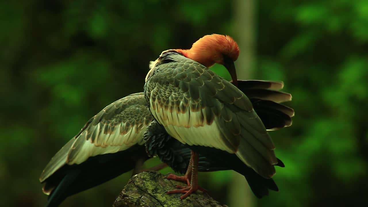 primer plano de dos ibis de cuello largo arreglándose en un árbol en el bosque