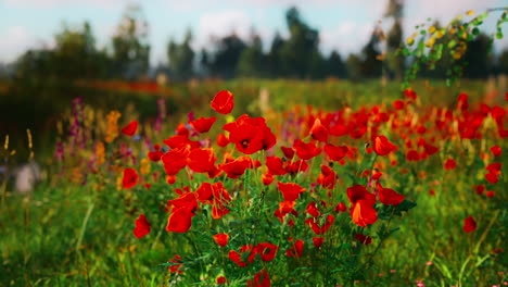 hermoso campo de amapolas rojas