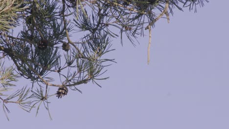 Pine-tree-branches-and-leaves-are-reflected-on-the-crystal-clear-surface-of-a-lake-in-Thetford,-England