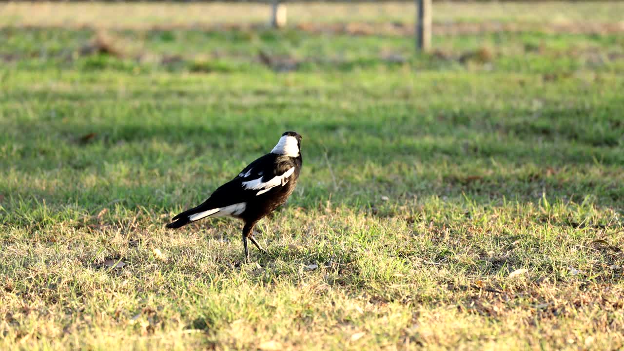 잔디 에서 고, 어지고, 뛰어다니는 마그피