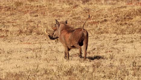 jabalí que trota en puntas de los pies en sudáfrica, con impresionantes colmillos en imágenes de vida silvestre en cámara lenta