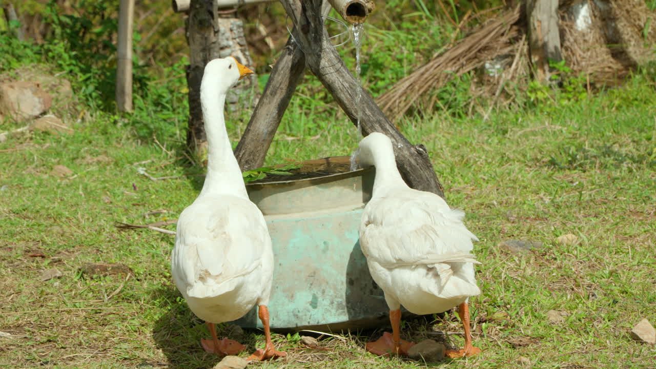 두 마리의 가축 거위 들 이 크 에서 물 을 마시고 있다 - 뒷면