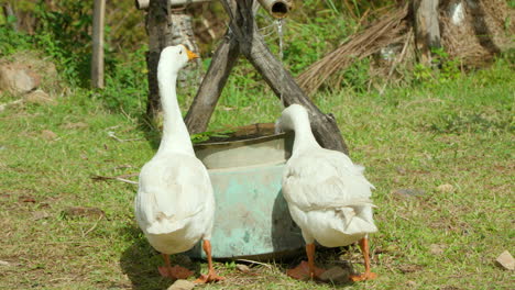 two domestic geese drink water from tank - back view