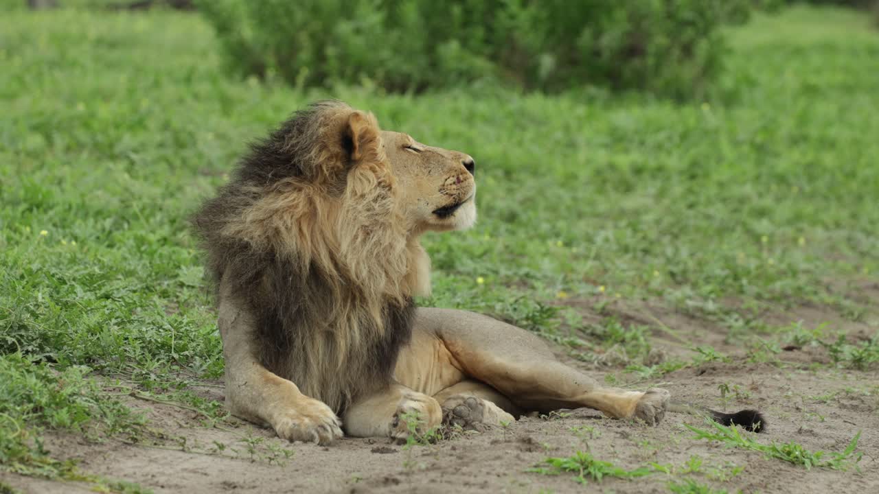 Široký záběr majestátního lva ležícího v zelené trávě, který větří vzduch a zvedá nos vysoko nahoru, Savuti Botswana