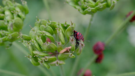 pyrrhocoris apterus fire bugs resting on green flower in wilderness,close up 4k - prores high quality shot of firebugs in nature - entomology of