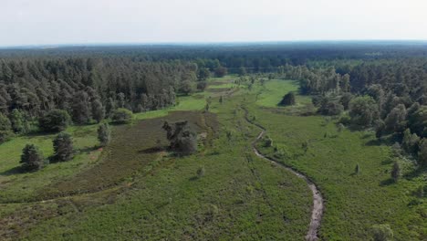 Luftaufnahme-über-Sonniger-Heide-In-De-Meinweg,-Niederlande