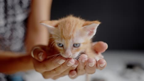 small orange kitten in hands