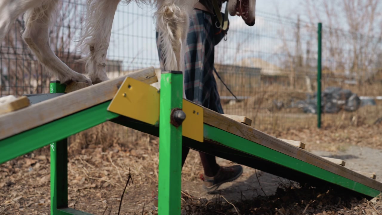 White dog navigates wooden obstacle course outdoors guided by unseen person. sequence shows animal stepping onto and balancing on various planks set at angles with dry leaves scattered