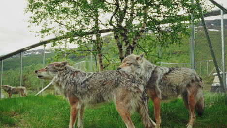 close up shot of a pack of wolves howling in the natural reserve.