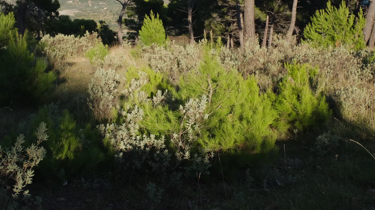Person walking shadow silhouette in nature