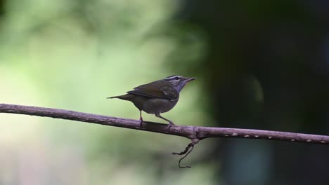 Visto-Desde-Su-Espalda-Moviendo-Su-Cuerpo-Rápidamente-Mientras-Mira-Alrededor-Y-Hacia-Arriba,-Curruca-De-Hoja-De-Patas-Pálidas-Phylloscopus-Tenellipes-Chonburi,-Tailandia