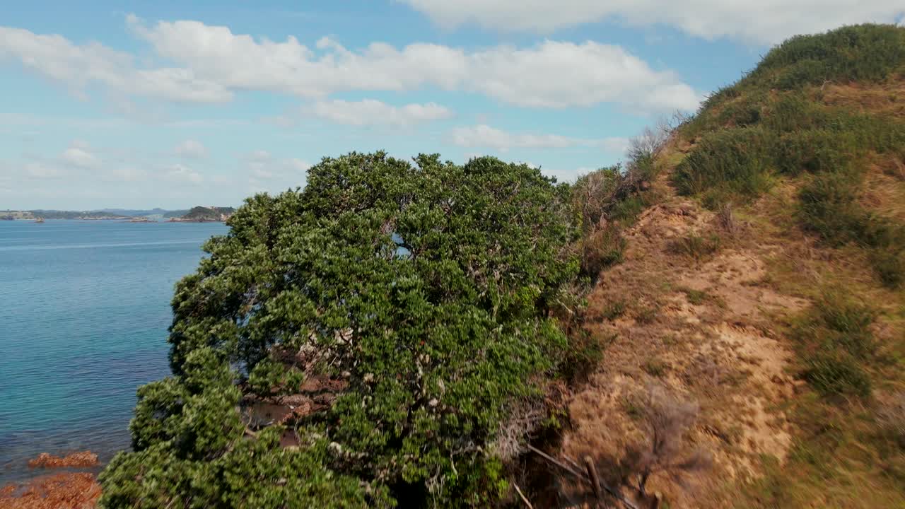 árboles que crecen en el acantilado de la montaña en la bahía de rangihoua en la península de purerua, norte, nueva zelanda