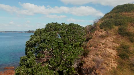 Trees-Growing-On-Mountain-Cliff-At-Rangihoua-Bay-In-Purerua-Peninsula,-Northland,-New-Zealand