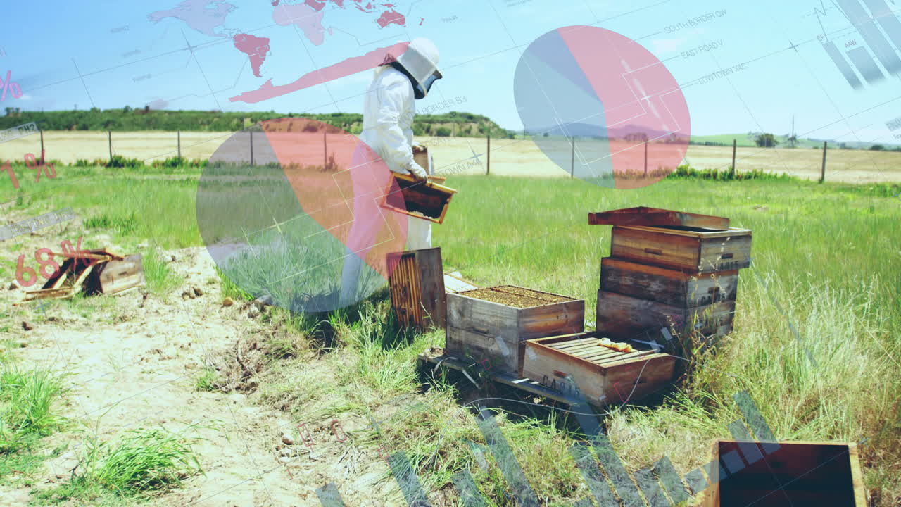 Beekeeper inspecting honeycomb frame walking field with animated pie charts world map overlay tech