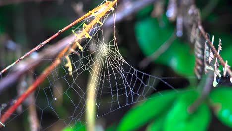 una tela de araña brillante balanceándose en el viento por la noche