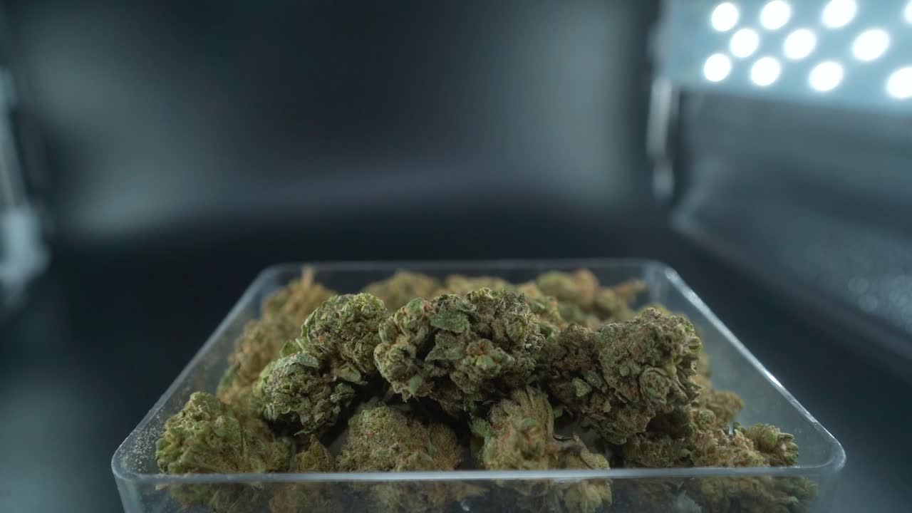 un primer plano detallado del movimiento de la grúa hacia atrás de una planta de cannabis, flor de marihuana en un plato transparente, cepas híbridas, indica y sativa, cámara lenta de 120 fps full hd, iluminación de estudio cinematográfico