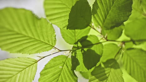 closeup of green leaves with hard shadows