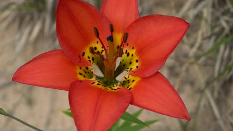 vibrant flower in the sand