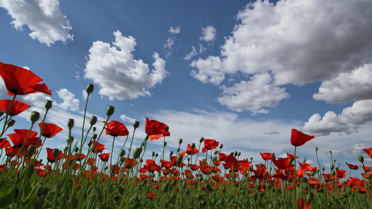 Low-angle video shot of vibrant red poppies against a bright blue sky with fluffy clouds
