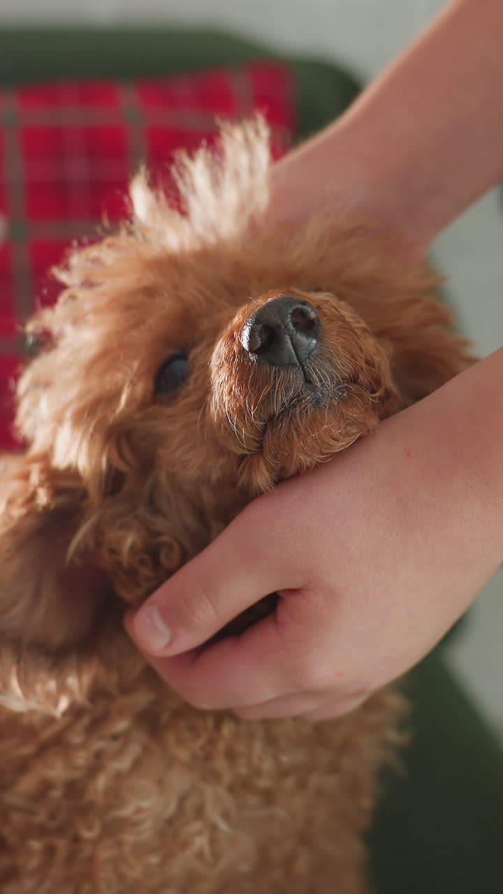 백인 손이 코 위에 바스러진 간식을 올린 붉은 푸들을 잡고 있고, 주인이 격자 무늬 소파 위에서 푹신한 강아지를 부드럽게 안고 있는 클로즈업된 모습으로, 신뢰감 있는 눈빛과 부드러운 털의 질감, 장난기 넘치는 핥기와 포옹을 보여줍니다.