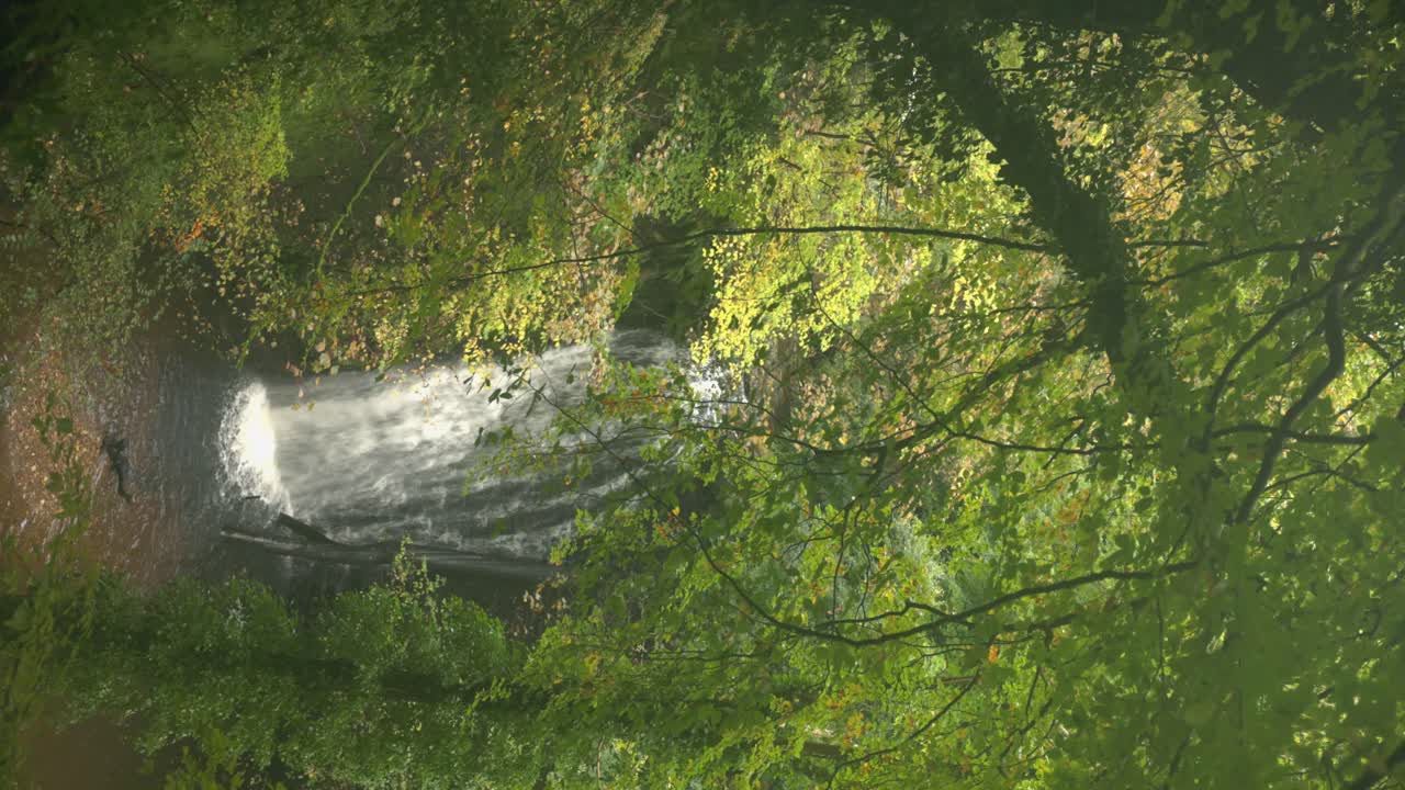 Serene Waterfall in Lush Forest