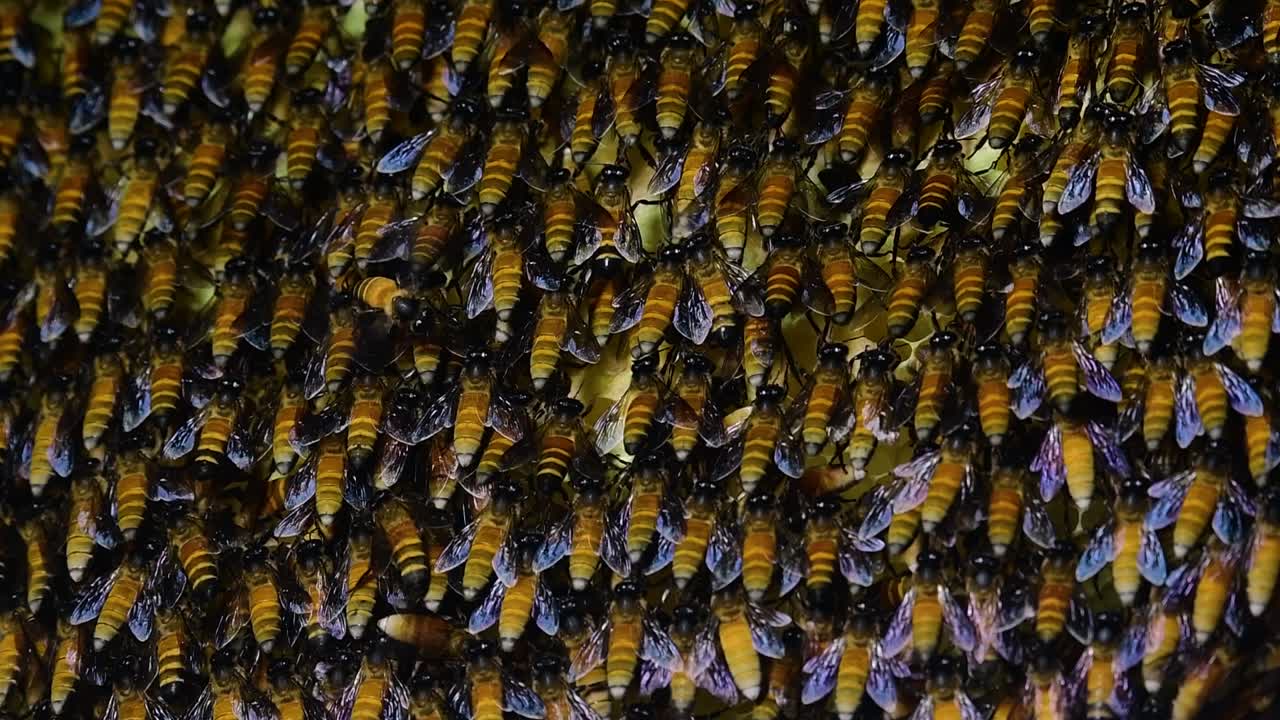 se sabe que las abejas melíferas gigantes construyen grandes colonias de nidos con bolsillos simétricos hechos de cera para almacenar miel como fuente de alimento.