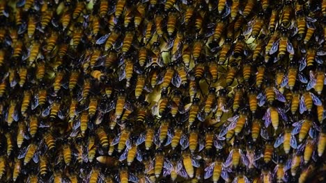 Se-Sabe-Que-Las-Abejas-Melíferas-Gigantes-Construyen-Grandes-Colonias-De-Nidos-Con-Bolsillos-Simétricos-Hechos-De-Cera-Para-Almacenar-Miel-Como-Fuente-De-Alimento.