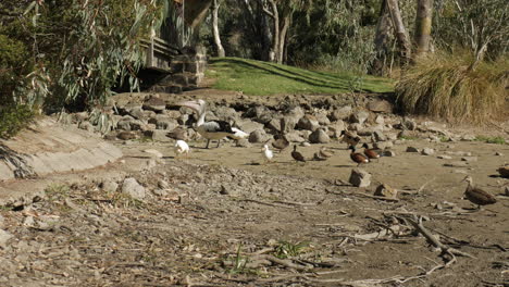 Aves-Australianas-Nativas-Variadas-Alimentadas-Con-Pan