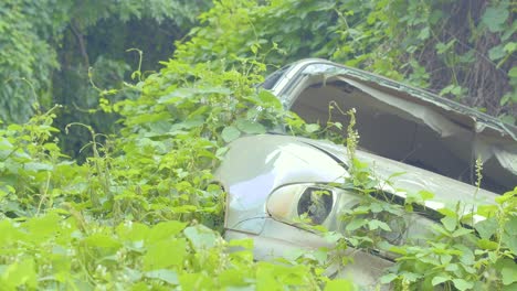 a car wreck abandoned in hawaii's jungle, covered by creeping vines